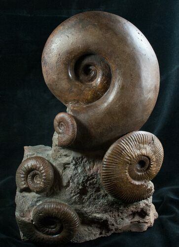 Beautiful Lytoceras Ammonite Sculpture - Tall #7987